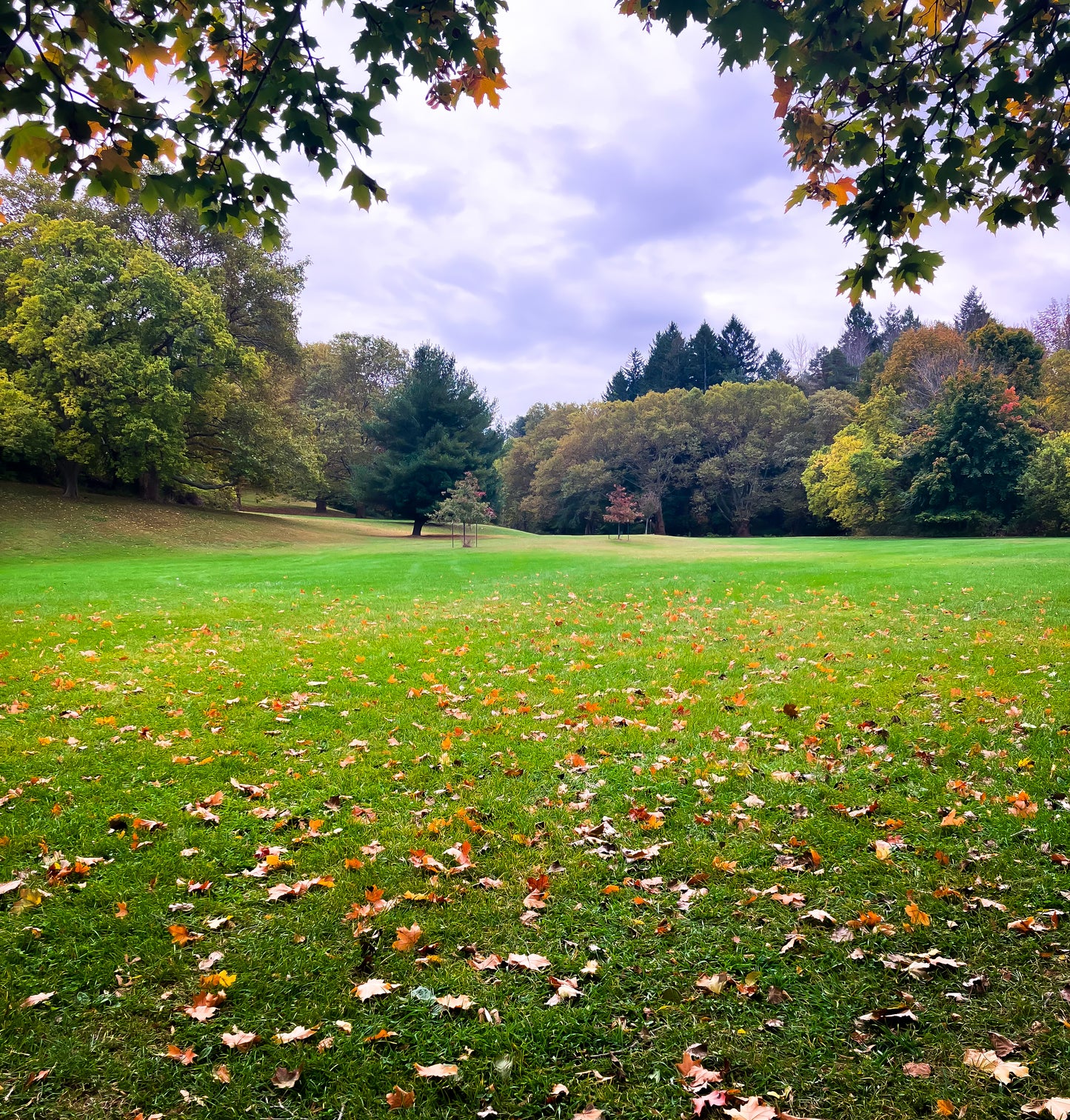 Meadow Ring